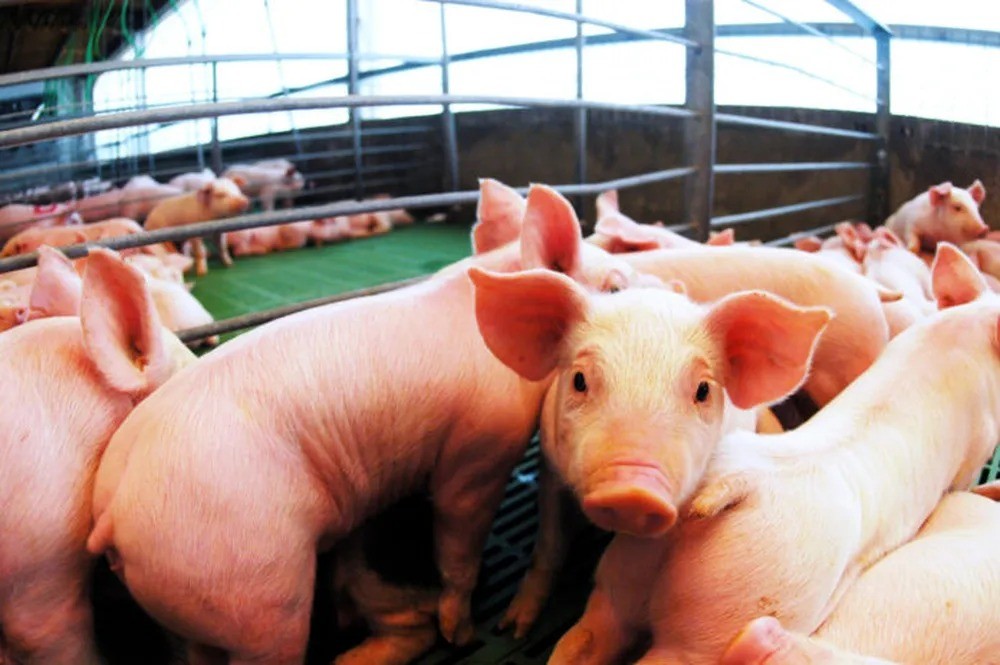 El sector porcino en alerta por la 