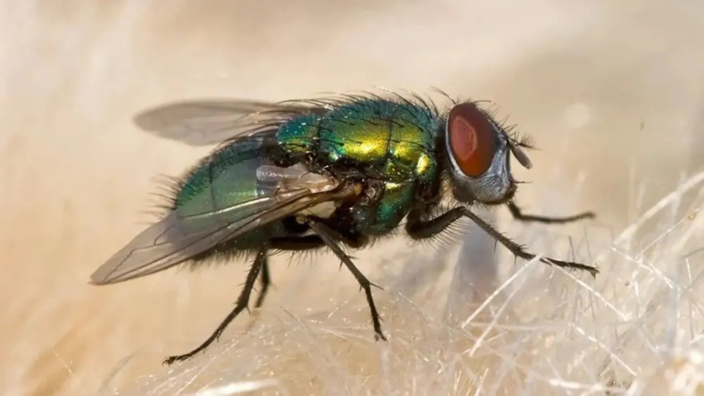 Moscas blindadas: el gen rebelde que desarma los insecticidas en las granjas avícolas