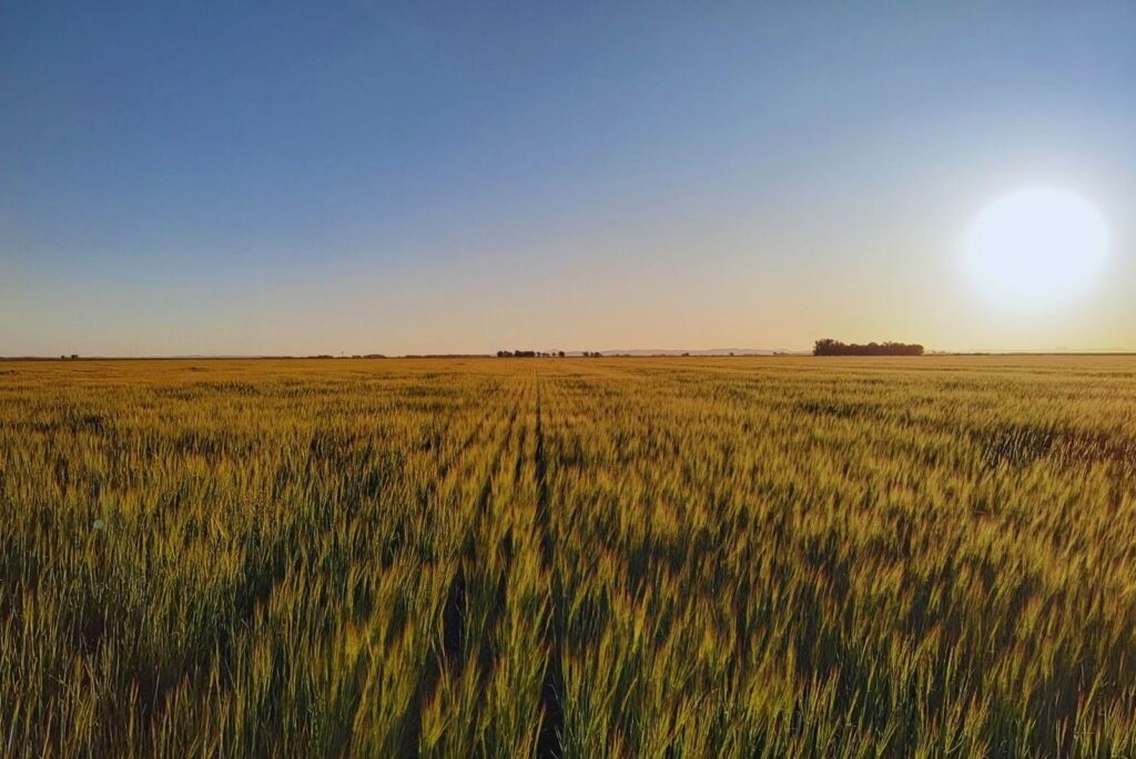 El ambiente define el impacto del manejo agr&iacute;cola, seg&uacute;n INTA
