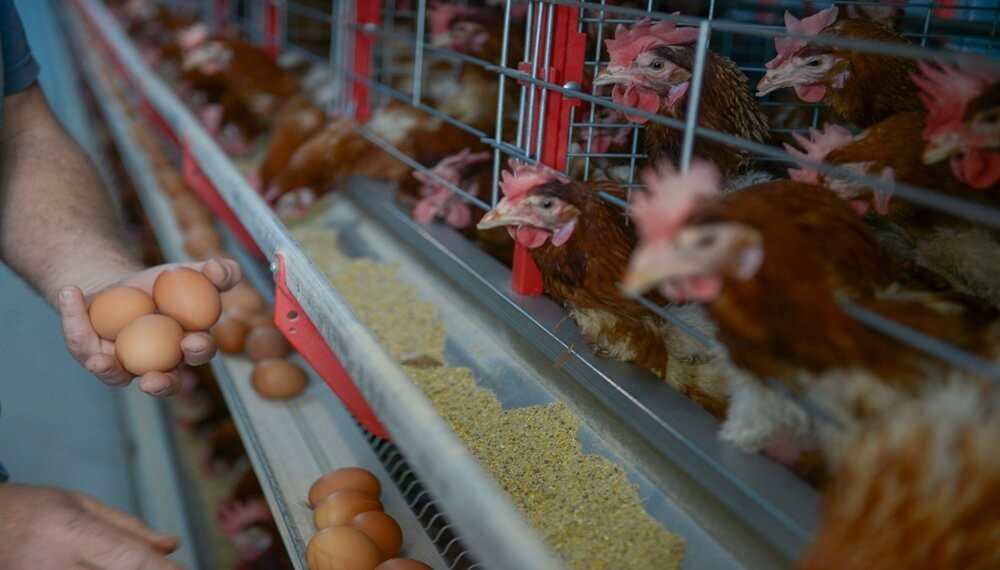 La industria del huevo crece y Argentina se afianza como mayor consumidor mundial