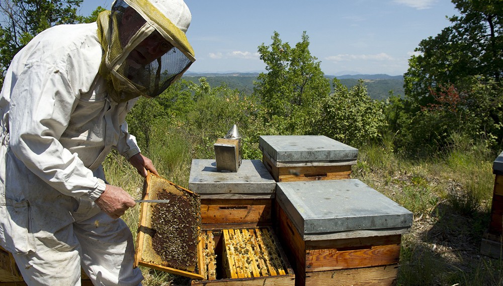 Las abejas tambi&eacute;n se preparan para El Ni&ntilde;o