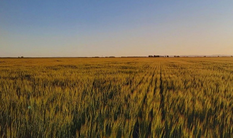 INTA: el ambiente define el impacto del manejo agr&iacute;cola