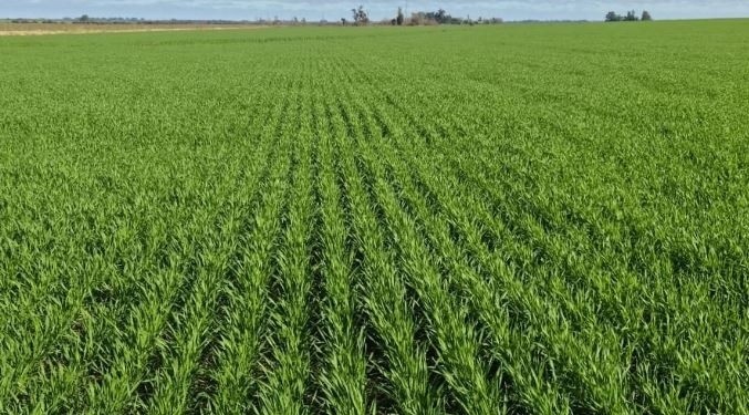 Trigo: Argentina ya comprometi&oacute; 17,4 Mt de la campa&ntilde;a 2025/26