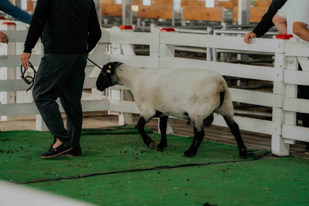Suffolk en ArgenCarne 2026: una raza con potencial para producir m&aacute;s carne