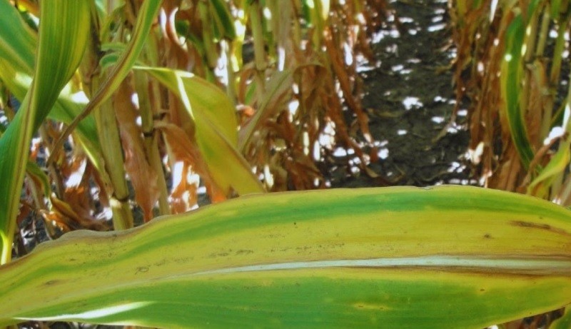 Lluvias y fertilizaci&oacute;n: c&oacute;mo lograr m&aacute;s rindes en ma&iacute;z, soja y girasol