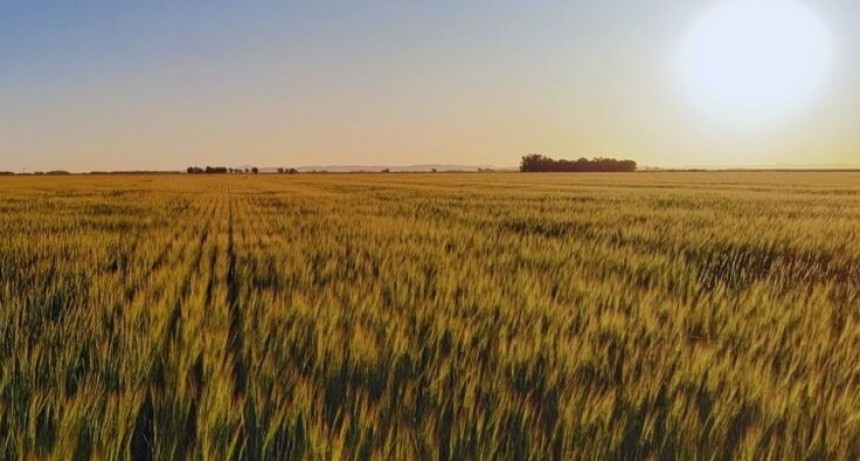 El ambiente define el impacto del manejo agr&iacute;cola, seg&uacute;n INTA
