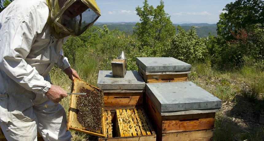 Las abejas tambi&eacute;n se preparan para El Ni&ntilde;o