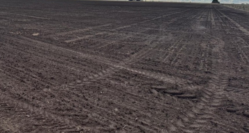 Siembra directa: cay&oacute; al 80,6% el &aacute;rea agr&iacute;cola en 2025/26