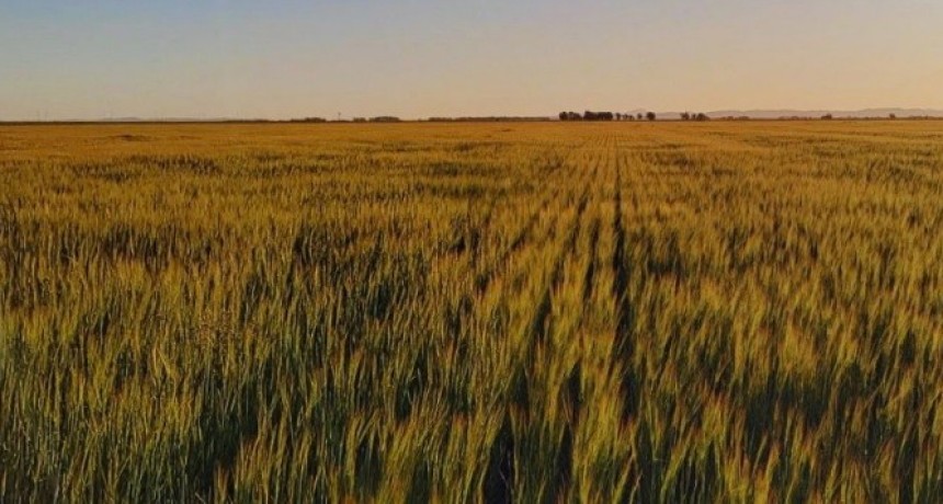 INTA: el ambiente define el impacto del manejo agr&iacute;cola