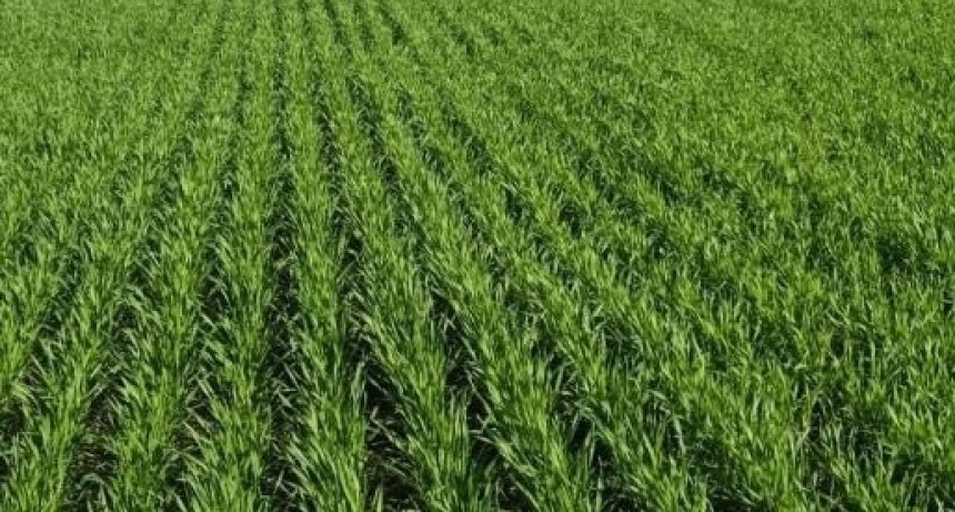 Trigo: Argentina ya comprometi&oacute; 17,4 Mt de la campa&ntilde;a 2025/26