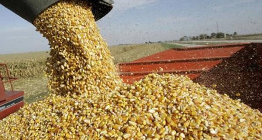 El ma&iacute;z argentino gana terreno en el mercado mundial