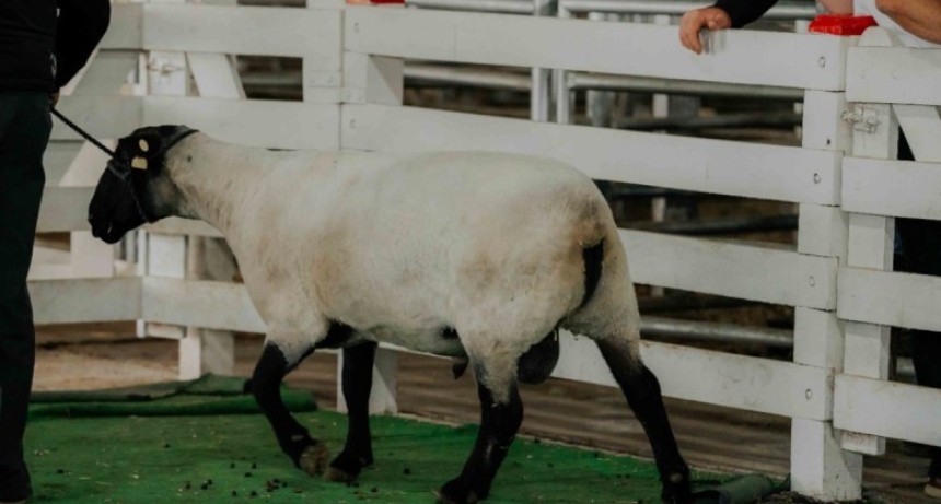 Suffolk en ArgenCarne 2026: una raza con potencial para producir m&aacute;s carne