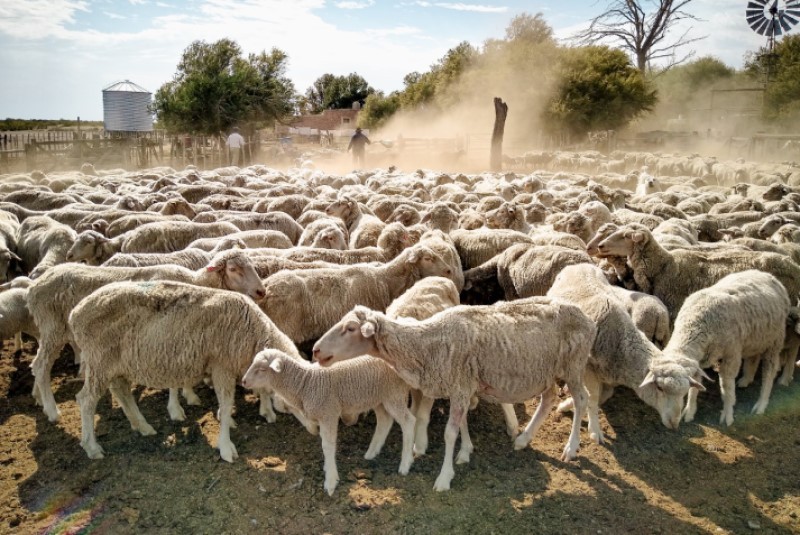 Los sistemas pastoriles ovinos tienen un balance de carbono positivo