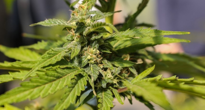 El INTA consolida su rol estrat&eacute;gico en el desarrollo del cannabis