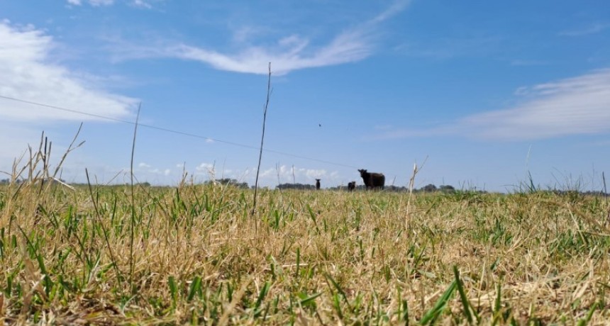 Manejo de los rodeos: qu&eacute; hacer frente a la falta de agua