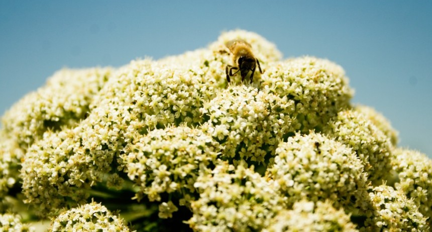 Medidas a tomar ante la aparici&oacute;n de enjambres de abejas en barrios o viviendas