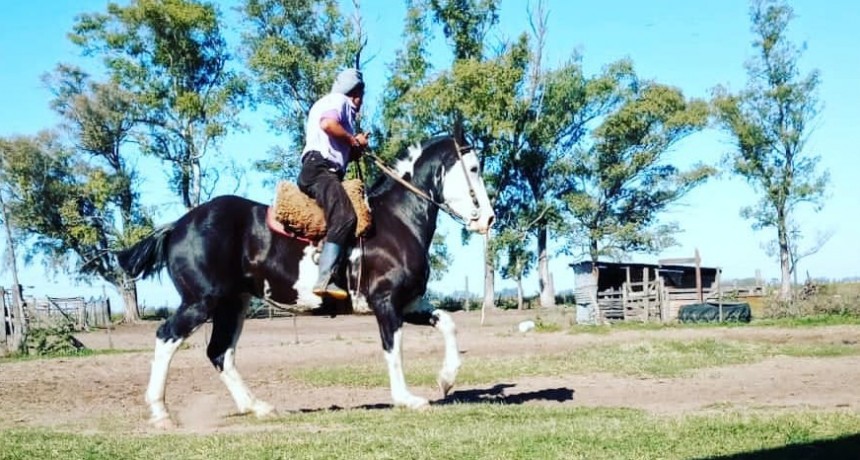 El 26 de noviembre se realiza el remate de caballos overos, negros y carruajes antiguos de Ciasa S.A.