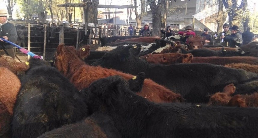 &ldquo;Ganader&iacute;a en estado cr&iacute;tico&rdquo;: productores piden la eliminaci&oacute;n de las restricciones a las exportaciones