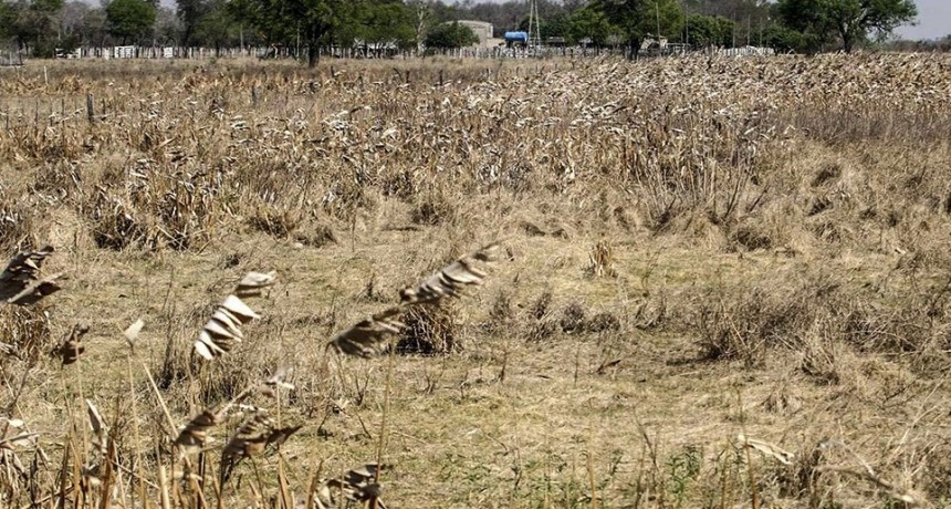 Piden al Gobierno Nacional que declare la Emergencia Agropecuaria por sequ&iacute;a