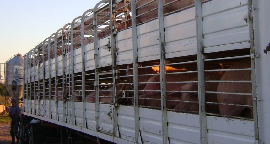 Desarrollan una mejora log&iacute;stica para el transporte de cerdos