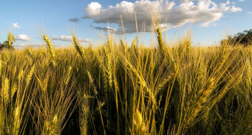 Las lluvias permitir&aacute;n acelerar siembra de soja y detener deterioro del trigo