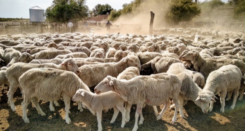 Los sistemas pastoriles ovinos tienen un balance de carbono positivo