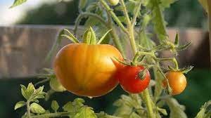 Detección de virus rugoso del tomate en una plantación de la localidad de Luján