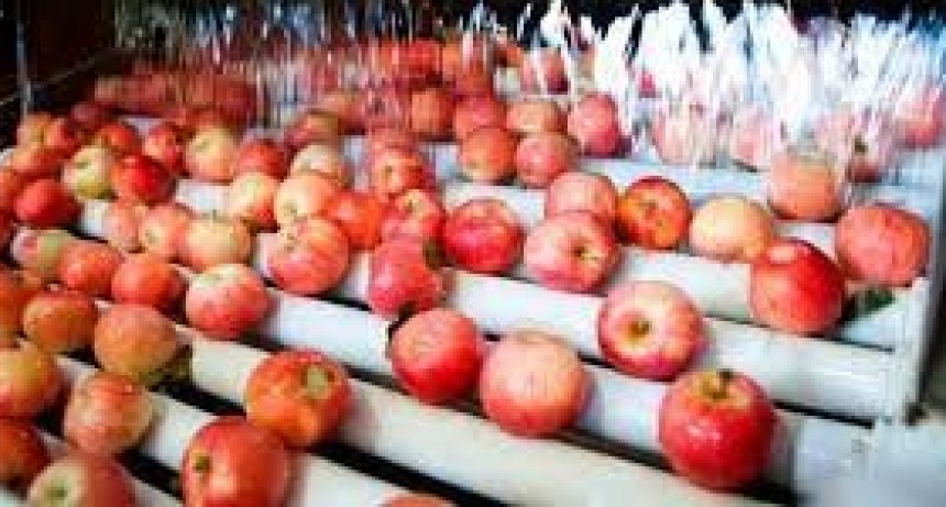 Inscripci&oacute;n de empaques y frigor&iacute;ficos de frutas frescas en los programas de exportaci&oacute;n