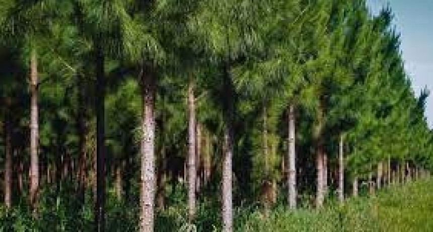 El INTA exporta gen&eacute;tica forestal de alta calidad y rendimiento