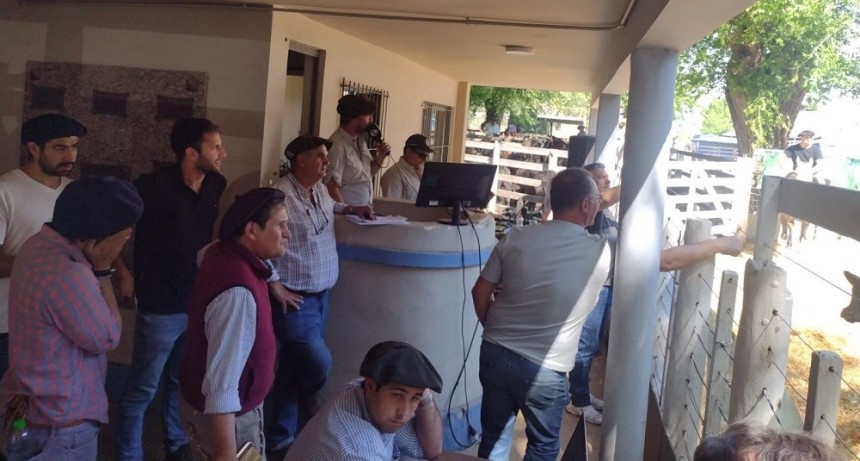 Buena hacienda y valores razonables en el remate de Colombo y Magliano S.A.