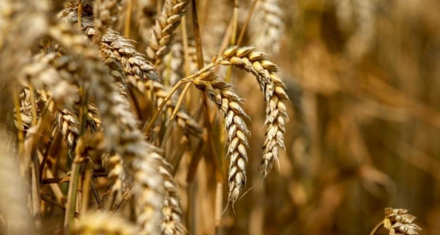 La merma en la cosecha de trigo provoca p&eacute;rdidas millonarias para Argentina