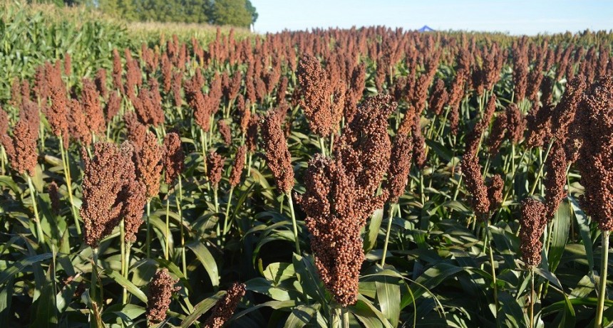 Potenciados, la uni&oacute;n perfecta de dos tecnolog&iacute;as: llega una verdadera revoluci&oacute;n para el sorgo