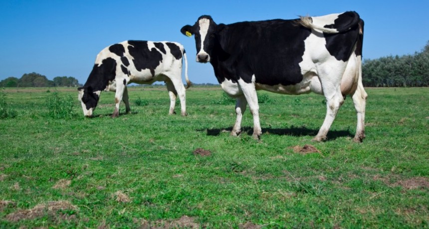 Avances en la lucha contra la leucosis bovina