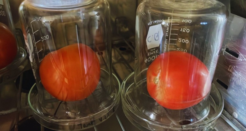 Lavados con agua electroactivada, los tomates duran m&aacute;s