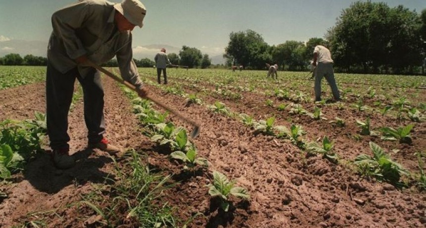 Sueldos para actividades agr&iacute;colas: cu&aacute;nto cobran los trabajadores rurales seg&uacute;n actividad y provincia