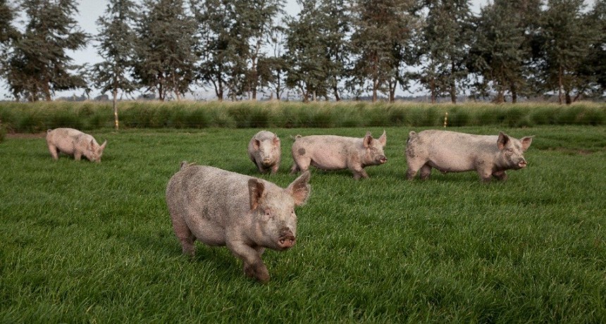 Programa de Fortalecimiento Productivo Argentino para el sector porcino II: Destinan m&aacute;s de $1.395 millones para acompa&ntilde;ar a 667 productores