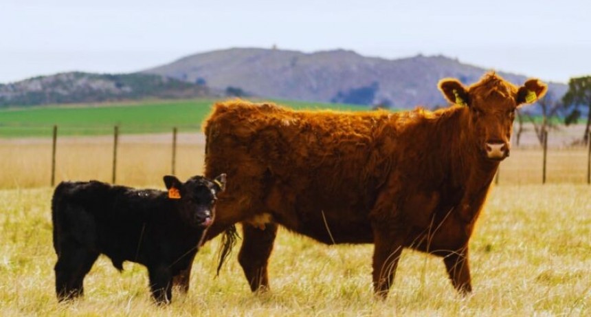 Estudio revela la diseminaci&oacute;n de leucosis bovina en rodeos de carne
