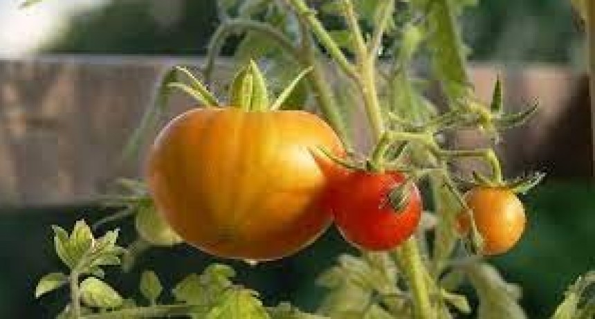 Detecci&oacute;n de virus rugoso del tomate en una plantaci&oacute;n de la localidad de Luj&aacute;n