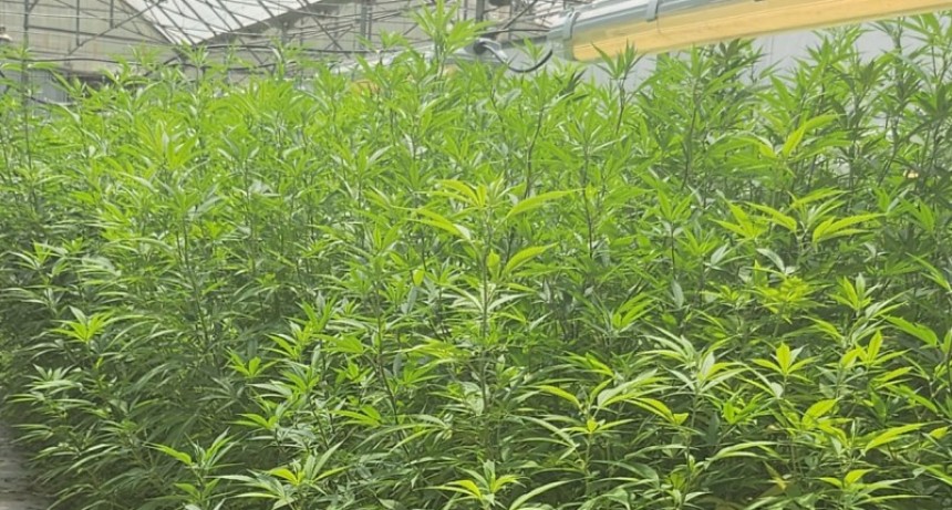 Agricultura incorpora las semillas de c&aacute;&ntilde;amo al C&oacute;digo Alimentario Argentino