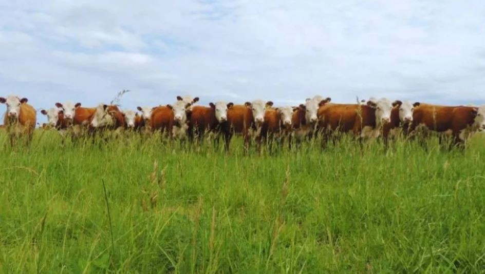 Campo: ¿Qué es la cepa argentina modificada contra el herpesvirus?