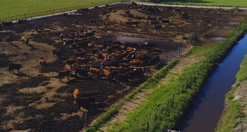 El INTA impulsa estrategias innovadoras para la gesti&oacute;n en feedlots