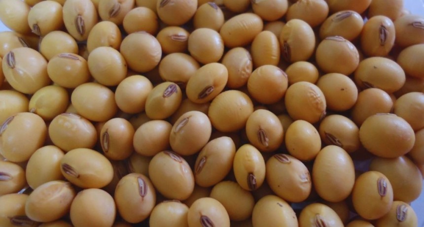 El INTA desarroll&oacute; dos nuevos cultivares de soja