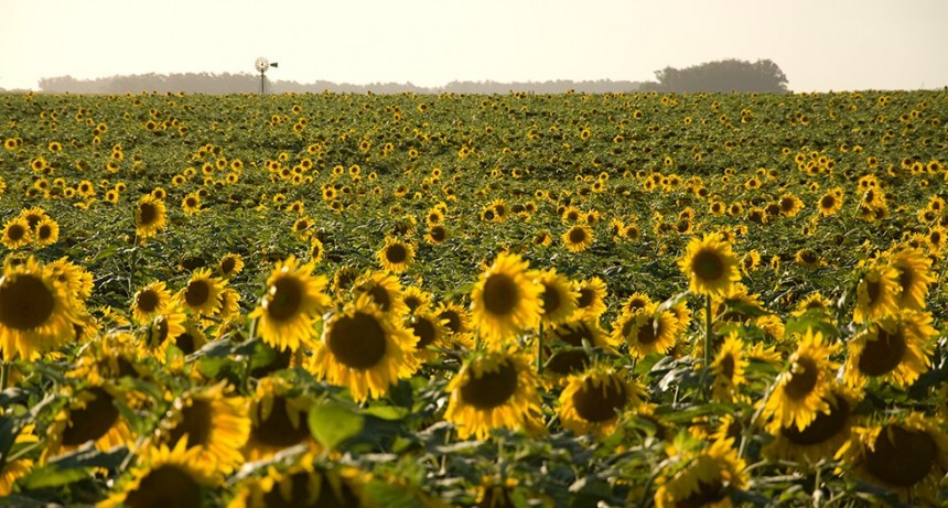 Girasol: ya se sembr&oacute; el 90% y el estado general es muy bueno