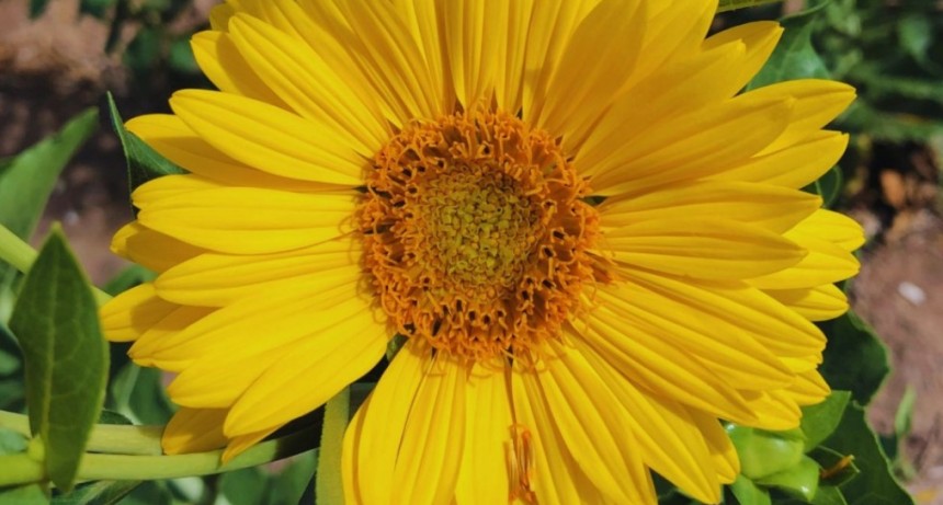 Estudian el potencial del girasol perenne como alternativa forrajera