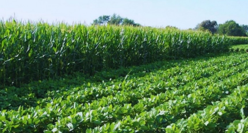 Ensayos de larga duraci&oacute;n, fundamentales para la agricultura del futuro