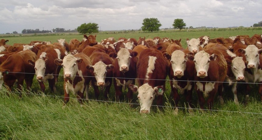 Advierten por el impacto de antibi&oacute;ticos de uso veterinario en la salud humana