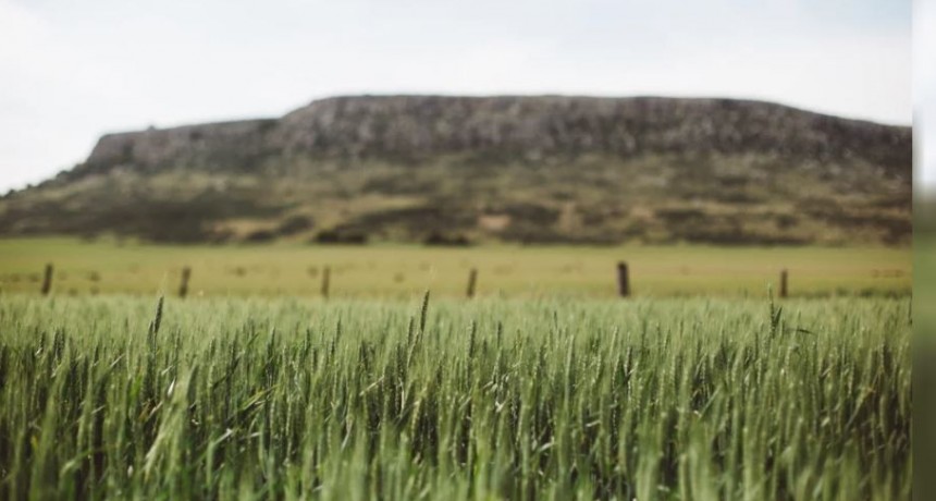 Una empresa argentina obtuvo el est&aacute;ndar m&aacute;s alto en soja sostenible