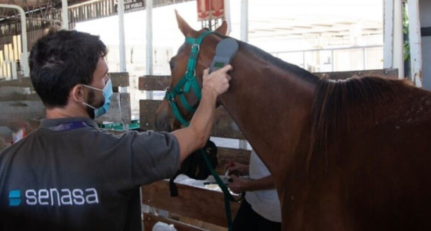 Se abri&oacute; el mercado de Namibia para la exportaci&oacute;n de equinos en pie