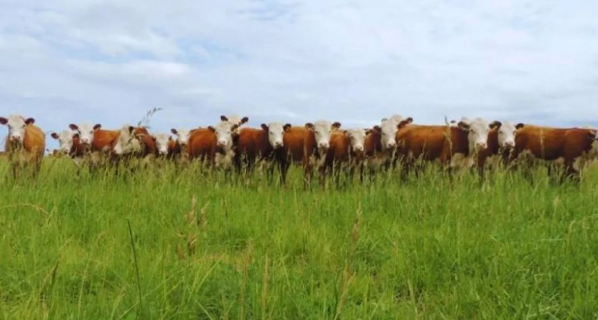Campo: &iquest;Qu&eacute; es la cepa argentina modificada contra el herpesvirus?