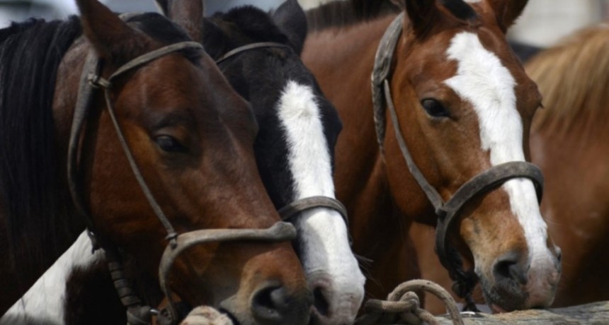 Argentina logr&oacute; la apertura del mercado de Om&aacute;n para la exportaci&oacute;n de equinos en pie